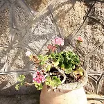 Ghiatone Pietrosella