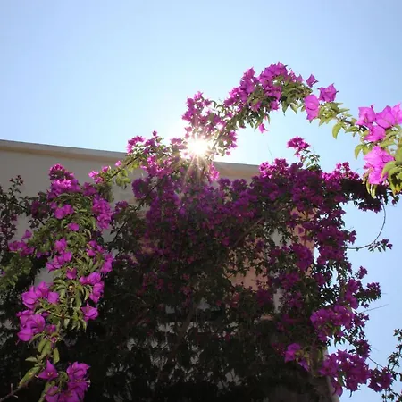 Ghiatone Pietrosella