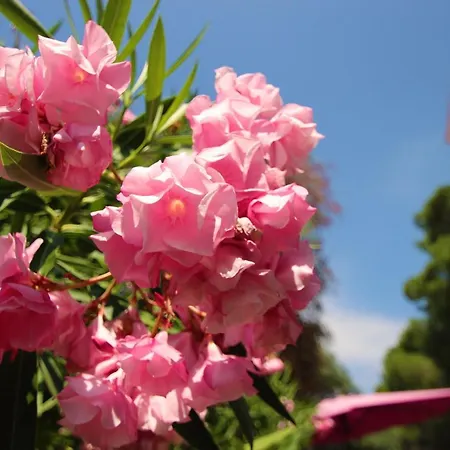 Ghiatone Pietrosella