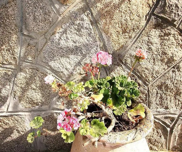 Ghiatone Pietrosella