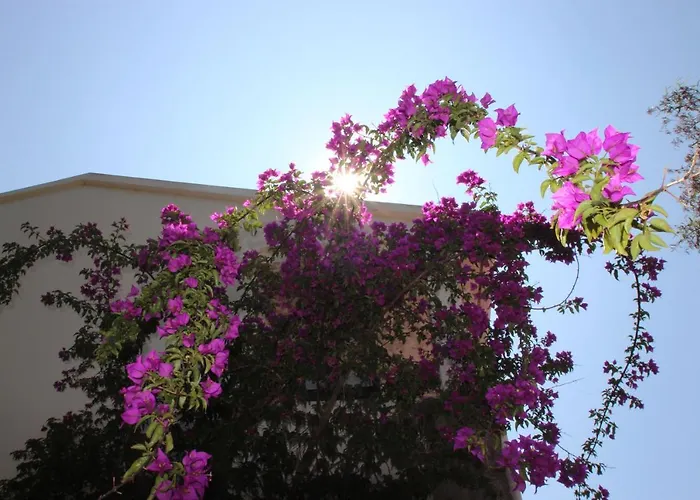 Ghiatone Pietrosella