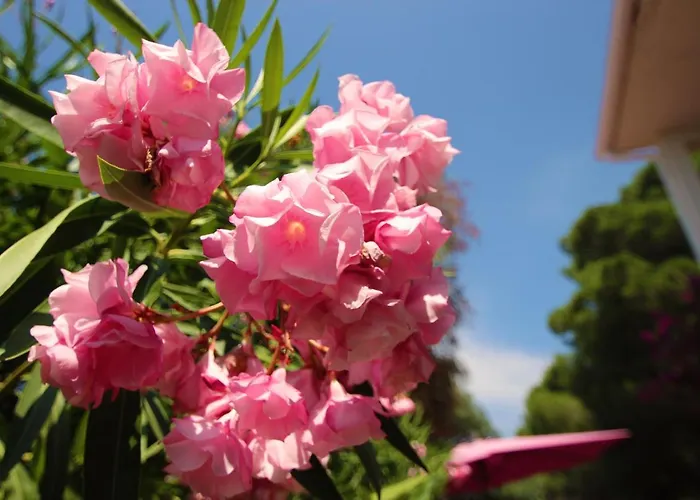 Ghiatone Pietrosella